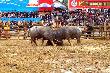 Màn chọi trâu kịch liệt kéo dài gần 1 tiếng đồng hồ