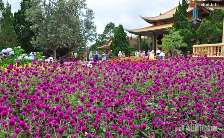 Hoa dại rực rỡ khoe sắc trong Festival
