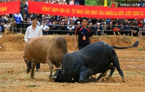 Lễ hội chọi bò chợ tình Khâu Vai
