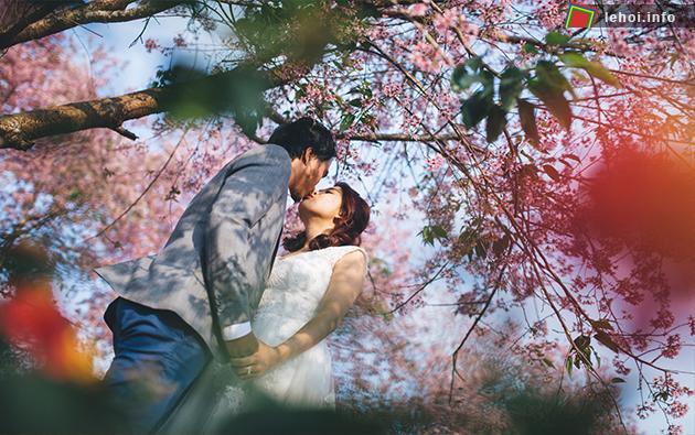 Khung cảnh lãng mạn của cặp đôi mùa mai anh đào nở rộ