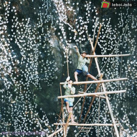 Khai thác tổ yến tại đảo Hòn Nội