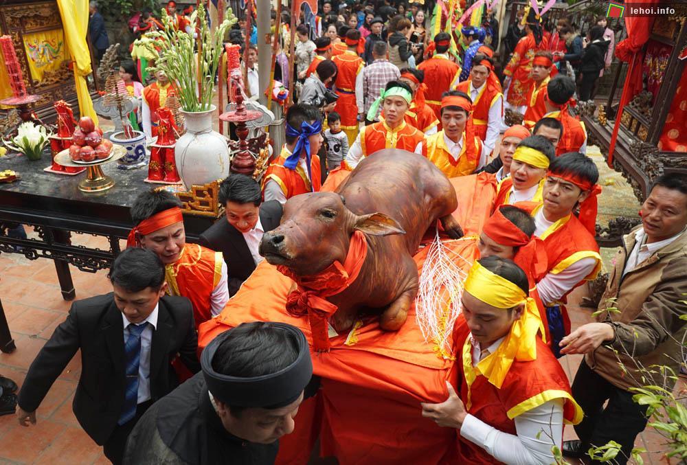 Bò thui còn nguyên hình được rước vào đình.