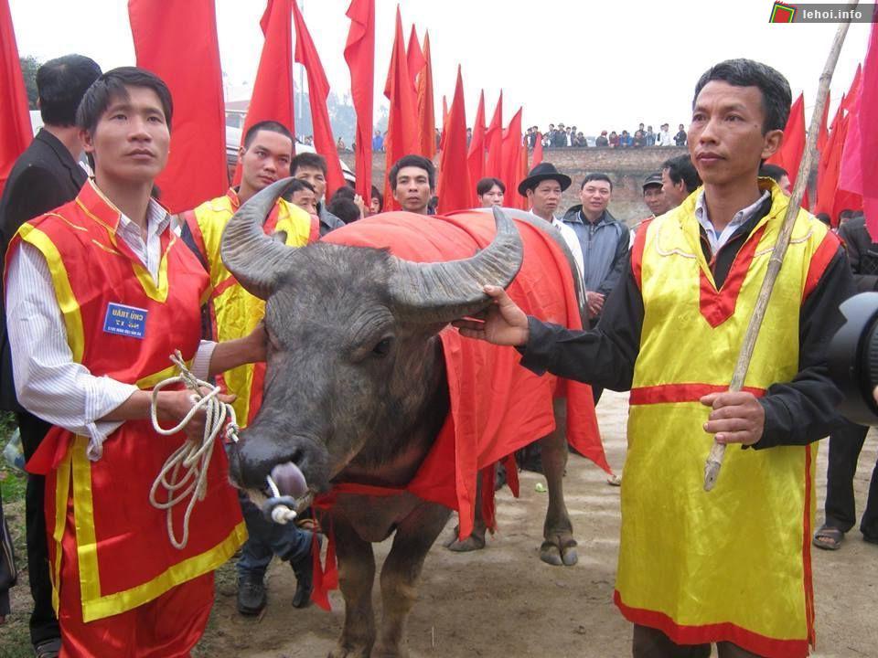 Lễ hội chọi trâu Hải Lựu