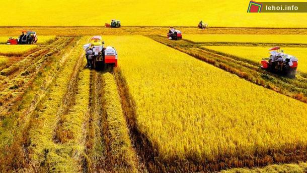 Cây lúa là cây lương thực chính của Việt Nam