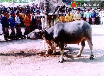 Lễ đâm trâu tại Phú Yên