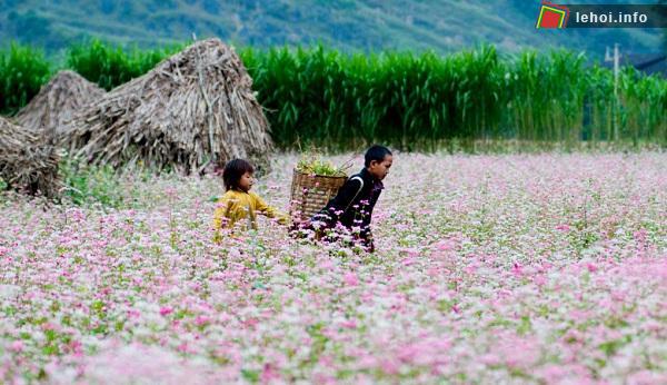 Lễ hội hoa Tam giác mạch lần 3 năm 2017 diễn ra trong 3 tháng