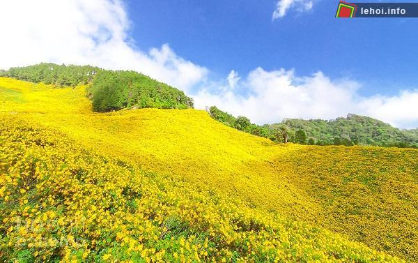 Hoa dã quỳ bừng sắc tại núi lửa Chư Đăng Ya