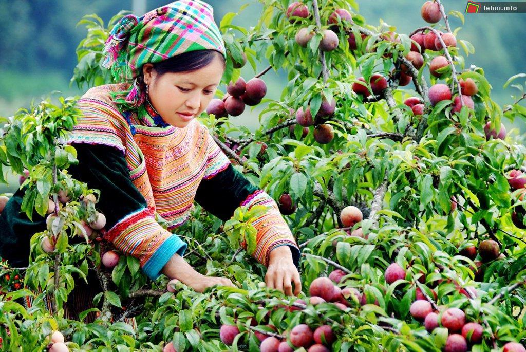Lễ Hội Hái Mận Mộc Châu ở Sơn La