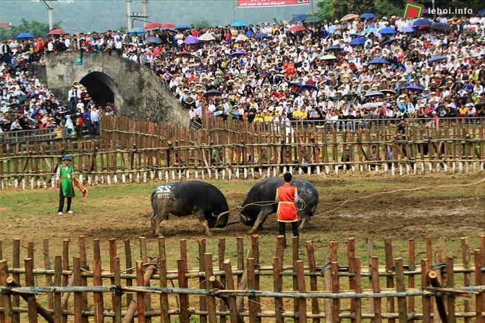 Hội chọi trâu Hải Lựu 2018 mở cửa miễn phí cho người dân