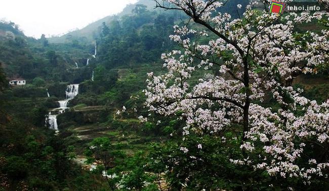 Lễ hội Hoa Ban 2018 được tổ chức khi hoa ban nở trắng núi rừng Tây Bắc