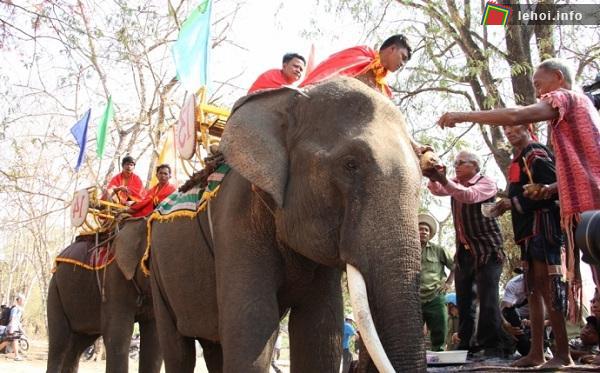 Lễ cúng sức khỏe cho voi được đồng bào Tây Nguyên coi trọng