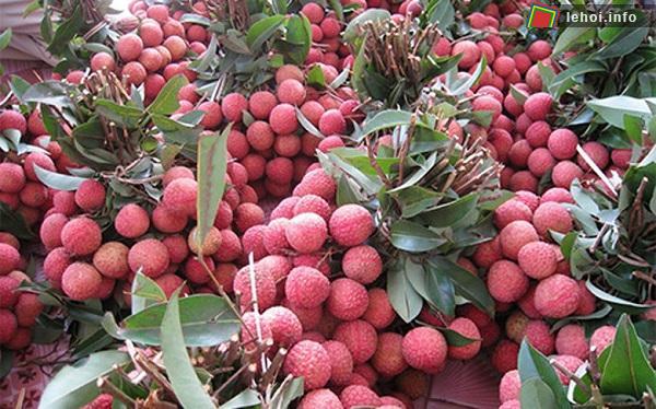 Lễ hội vải thiều Thanh Hà lần đầu tiên tổ chức tháng 5/2018