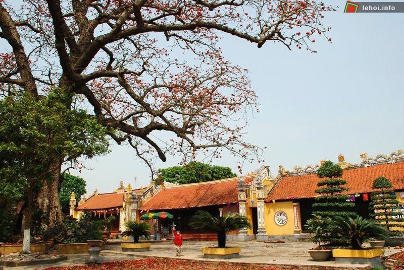 Cây gạo cổ thụ hơn 700 năm tuổi ở đền Mõ - Hải Phòng