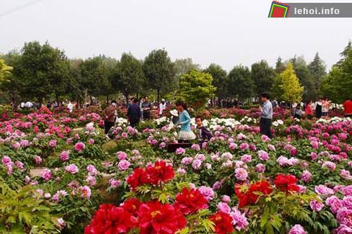 Vườn hoa mẫu đơn chùa Phật Tích