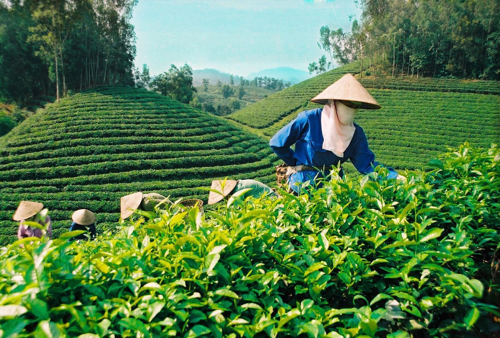 Biểu diễn văn nghệ tại Lễ hội văn hoá Trà