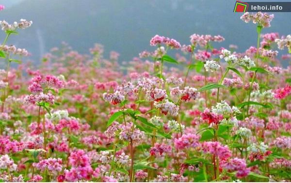Lễ hội hoa Tam giác mạch năm 2017 có chủ đề Bản tình ca của đá