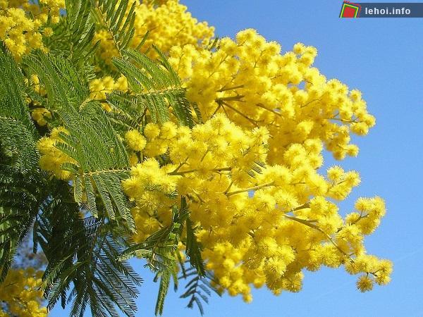 Festival hoa Đà Lạt nhằm tôn vinh các loài hoa và cây cảnh