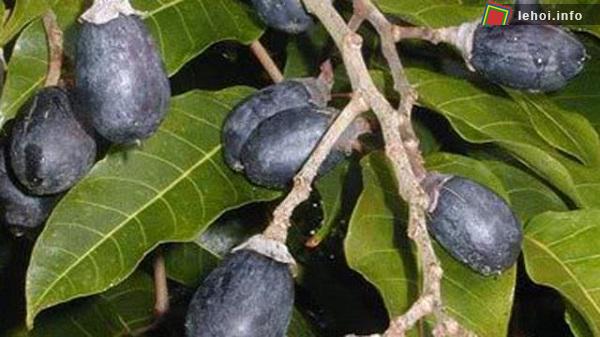 Hội trám rụng cầu mong năm mới may mắn