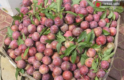 Mận mới hái xong vẫn còn phấn