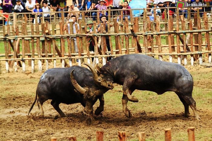 Hội chọi trâu Hải Lựu 2018 có nhiều màn so tài hấp dẫn