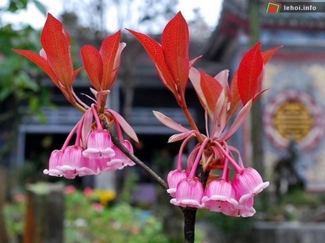 Hoa đào chuông không thể thiếu trong lễ hội hoa Sun World Ba Na Hills