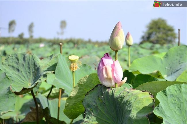 Lễ hội Sen 2018 được kỳ vọng để lại ấn tượng tốt đẹp trong lòng du khách