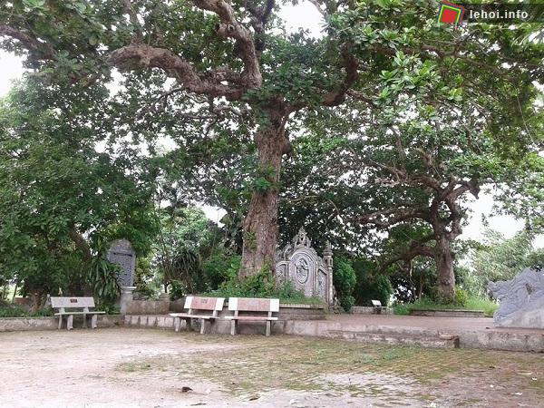 Cây bàng cổ thụ đền Côn Giang