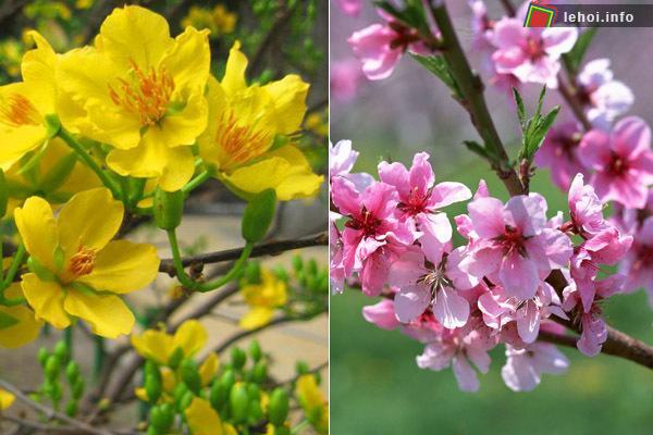 Mai đào thay thế cây nêu dịp tết nên ít gia đình làm lễ khai hạ