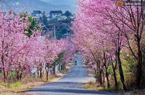 Festival hoa Đà Lạt 2017 diễn ra trong năm ngày