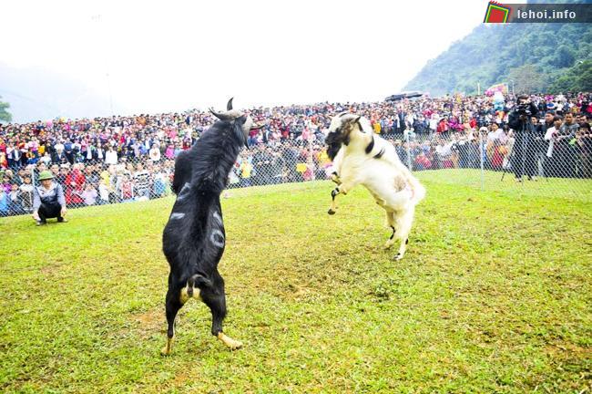 Chọi dê trong lễ hội Động Tiên