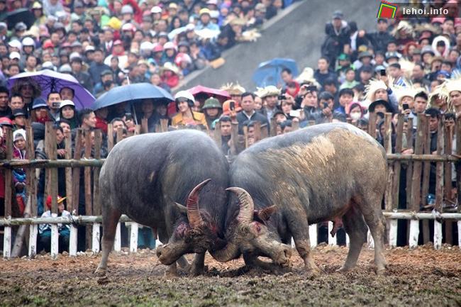Tưng bừng hội chọi trâu Hải Lựu