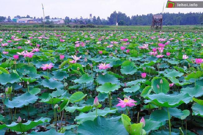 Lễ hội Sen 2018 nhằm tôn vinh giá trị hoa sen trong đời sống văn hóa