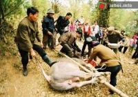 Ảnh Lễ hội vật trâu giằng búa. tại Phú Thọ