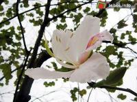 Ảnh Lễ hội Hoa Ban - Mường Lò tại Yên Bái