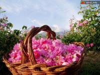 Ảnh Đến với Bulgaria dự lễ hội hoa hồng