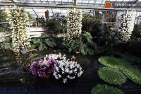 Ảnh Đến với lễ hội hoa Kew thỏa sức chiêm ngưỡng hoa lan
