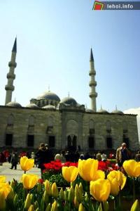 Ảnh Hoa tulip nở rộ tại Istanbul, Thổ Nhĩ Kỳ