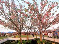 Ảnh Lễ hội hoa Anh đào Hạ Long 2015 sẽ được tổ chức từ 2-5/4