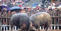 Ảnh Tưng bừng lễ hội Chọi trâu Hải Lựu xuân Ất Mùi 2015 tại Vĩnh Phúc
