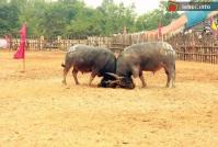 Ảnh Lễ hội chọi trâu Phù Ninh tại Phú Thọ năm 2014