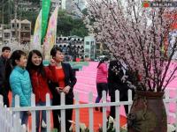 Ảnh Lễ hội hoa anh đào 2014 tại Quảng Ninh