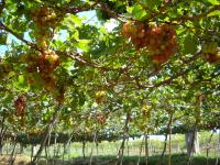 Ảnh Lễ hội Nho và Vang quốc tế năm 2014 tại Ninh Thuận