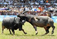 Ảnh Tưng bừng Lễ hội chọi trâu Đồ Sơn Hải Phòng 2013