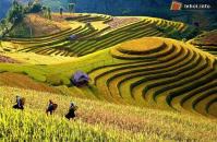 Ảnh Tổ chức Tuần văn hóa, thể thao và du lịch Mù Cang Chải năm 2013