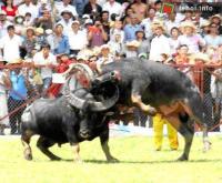 Ảnh Sẵn sàng cho Lễ hội chọi trâu Đồ Sơn - Hải Phòng 2013