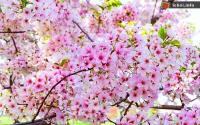 Ảnh Lần đầu tiên tổ chức Lễ hội Hoa anh đào ở Hạ Long, Quảng Ninh