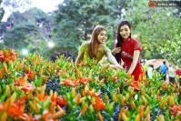 Ảnh Khai mạc Hội hoa xuân 2013 tại TP Hồ Chí Minh