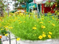 Ảnh Hội An tổ chức nhiều lễ hội đón Tết Nguyên đán 2013