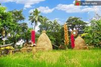 Ảnh Lễ hội văn hóa, ẩm thực  “Hạt lúa quê tôi” tại TP Hồ Chí Minh