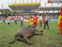 Ảnh Quyết liệt tại vòng sơ loại chọi trâu Đồ Sơn năm 2012